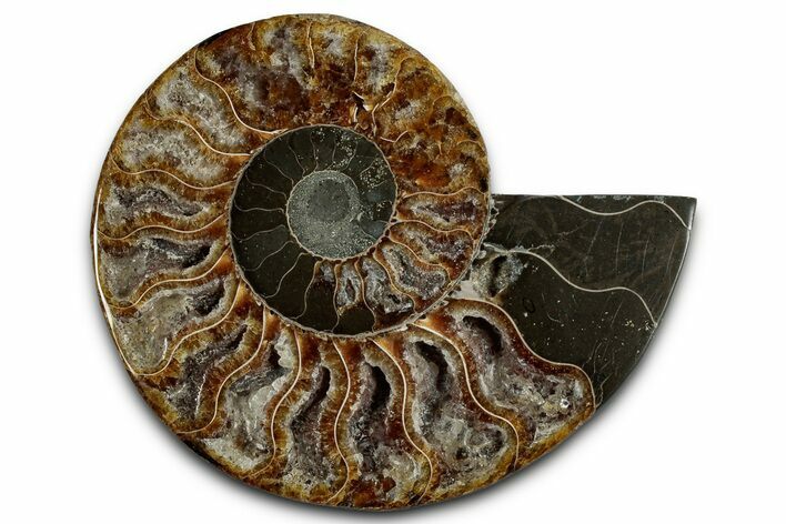 Cut & Polished Ammonite Fossil (Half) - Madagascar #354193